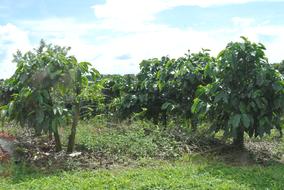 coffee trees are green
