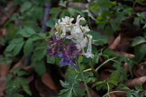 Corydalis, blooming plant
