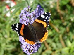 black orange Butterfly Floriade on blurred background