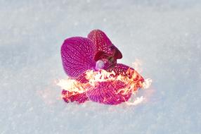 Orchid snow fite