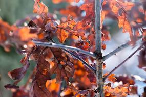 Oak Leaves Autumn Winter Leaf