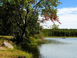 Lake Tree