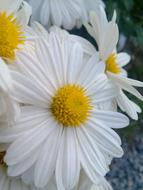 photo of white Chrysanthemum Flowers