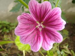 dark pink flower in the garden on a blurred background