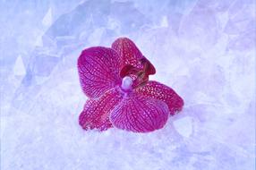 Beautiful, purple and red orchid flower, among the beautiful and colorful, shiny snow