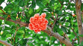 red Pomegranate Flower on wood branch