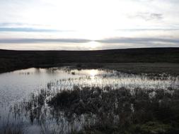 Water Marsh Grey