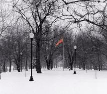 Flag Tree Snow