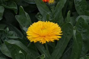 bright yellow calendula