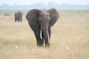 Elephant Africa Safari African