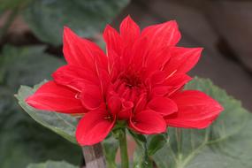 wondrous Dahlia red Flower