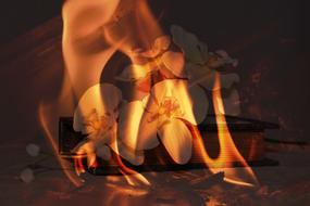 Beautiful orchid flowers on the book, in the colorful fire
