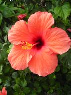 Hibiscus Blossom on a bush in the garden close-up