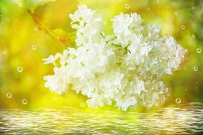 white Lilac Blossom