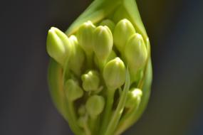 Agapanthus, inflorescence with Flower Buds Close up