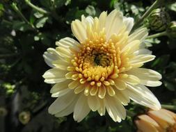 yellow Flower Chrysanthemum