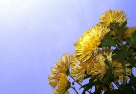 Yellow Flowers and blue sky