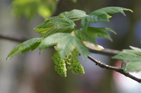 Maple Tree Leaves