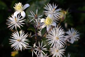 Clematis, blooming vine with seeds