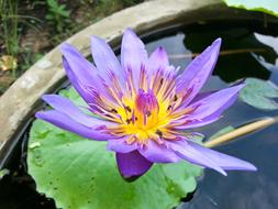 Bua Ban Violet Water flowers