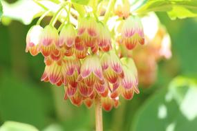 Mantenboshi Flowers