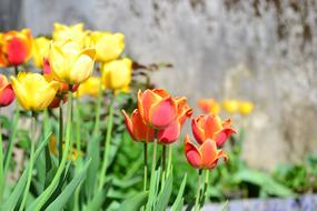 Flowers Garden Spring