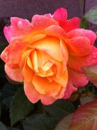 wondrous orange red Rose Flower
