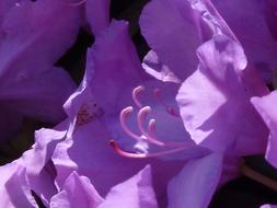 Rhododendron Blossom violet