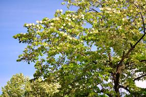 Green Foliage branches