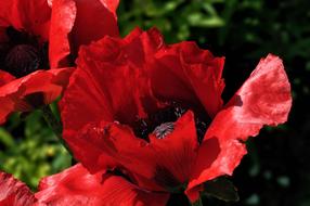 Red Poppy Flower bud