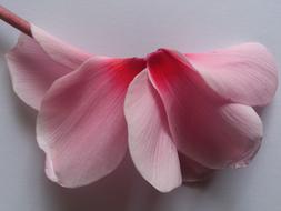 Beautiful, white, pink and red, gradient rosa flower with the petals, on the branch