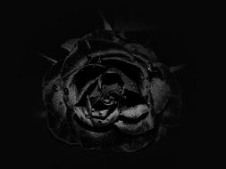 black Rose Flower at darkness