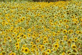 Sunflower Flower Garden