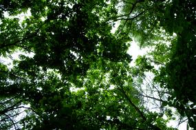 Arboretum Woods Groves branches