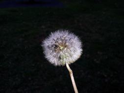 faded dandelion on a black background