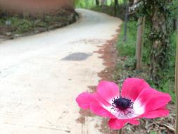 Flowers Gil Trail pink, seonunsa