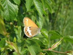 yellow Butterfly Wings in garden