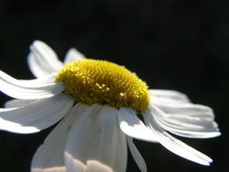 Daisy Flower black background