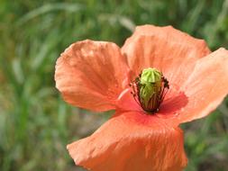 Poppy, open Red Flower close up