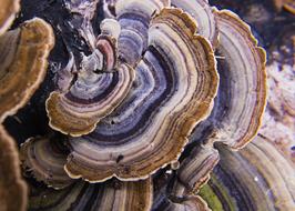 Fungus Wood Mushrooms