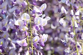 Wisteria Trellis
