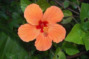 orange Flower in garden
