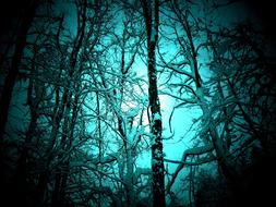 Trees Snow