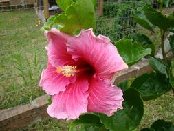 Hibiscus pink garden Flower