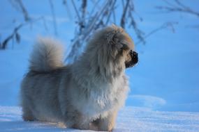 Tibetan Spaniel Puppy Winter