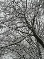 Winter Snow Trees