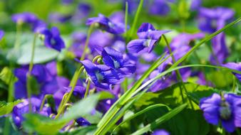lot of blue-purple flowers in a blurred background