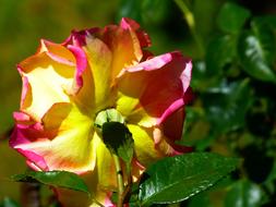 closeup photo of Rose Blossom Bloom