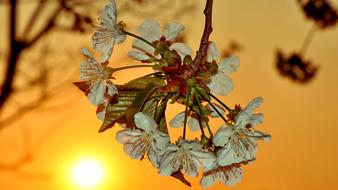 Cherry Flower and sun