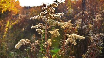 Flower Autumnal forest